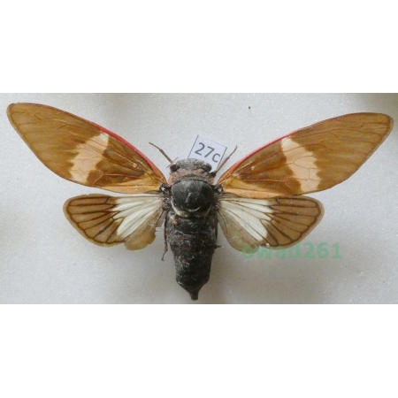 Tosena sp. Indonesia, Java27c